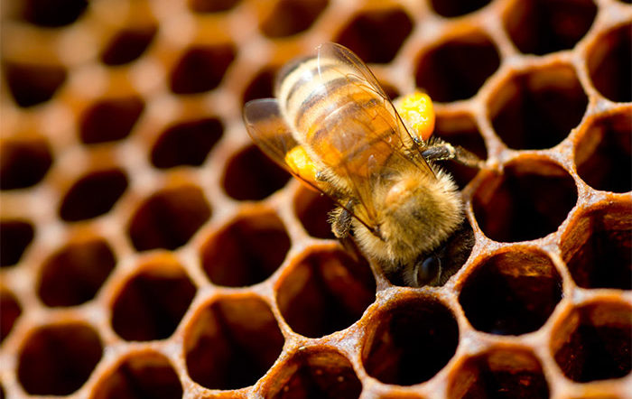 Arılar Kozalarını Nasıl Örerler?
