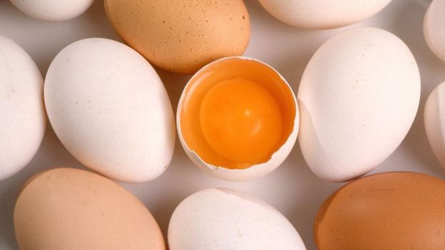 Yumurtanın Üstün Tasarımı