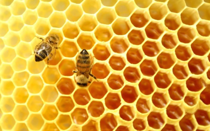 Arılar Balmumunu Nasıl Üretirler?