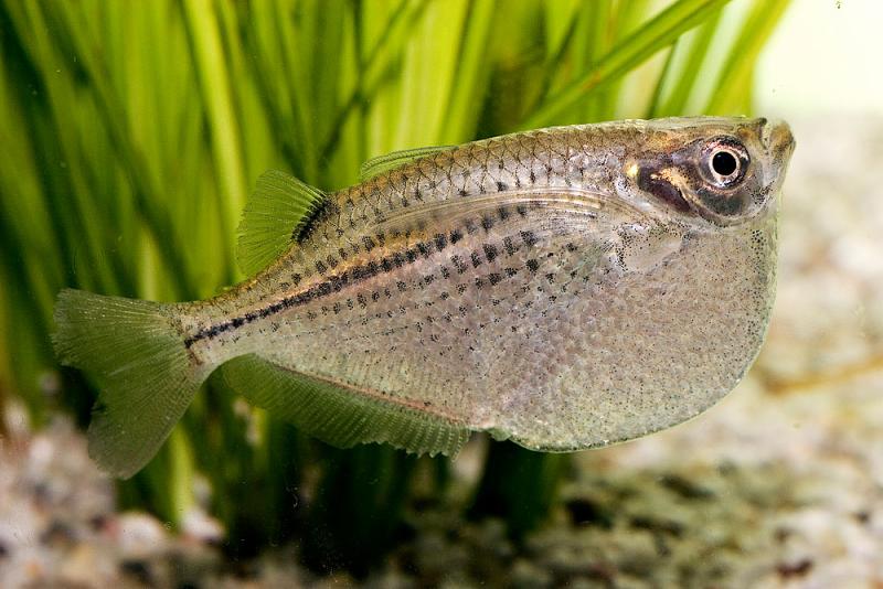 Dikkat Çekici Özelliklere Sahip Bir Okyanus Canlısı: Keser Balığı
