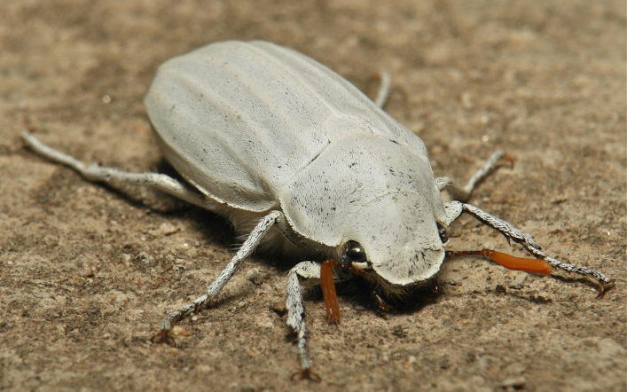 ”Ultra İnce Maddeleri Beyazlatma” Tekniğine Model Olan Böcek