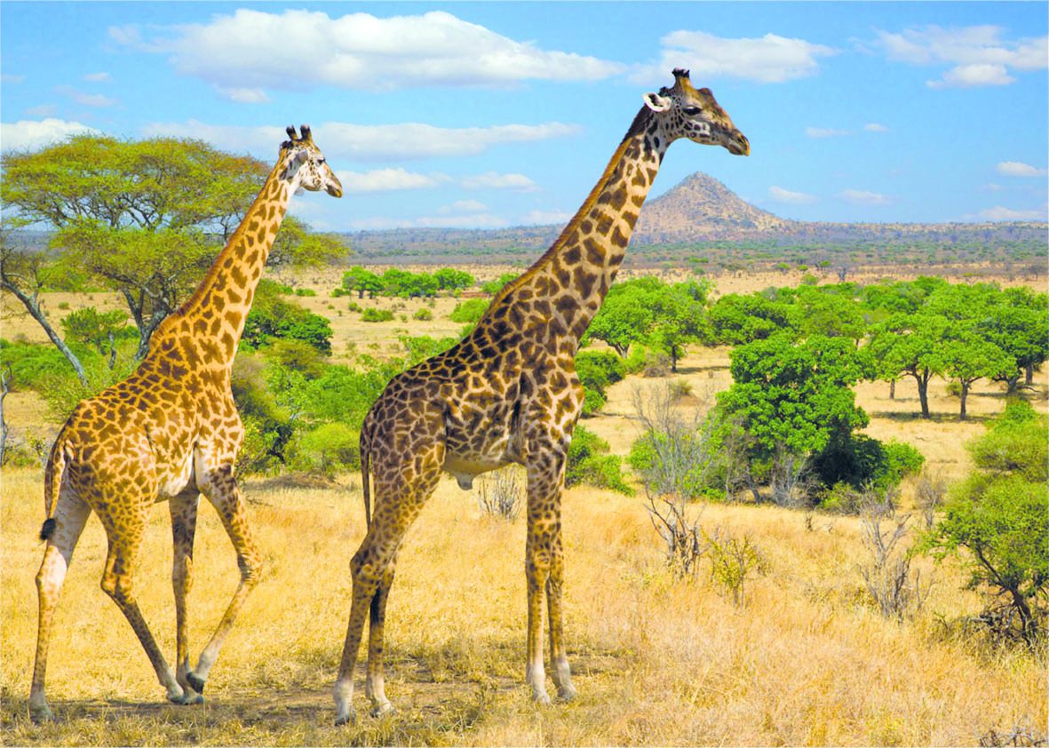 Zürafanın Uzun Boyuna Uygun Olarak Yaratılmış Özellikleri