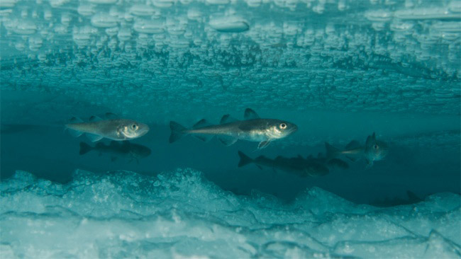 Kutup Balıklarını Donmaktan Koruyan Madde: Sodyum Klorür