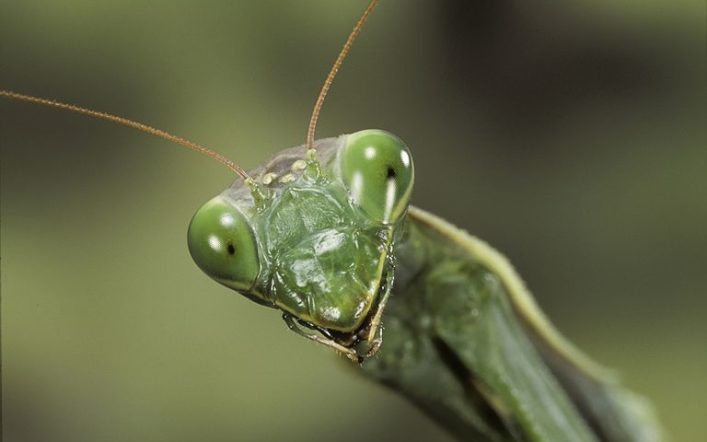 Mantis Böceğinin Ultrasonik Kulağı