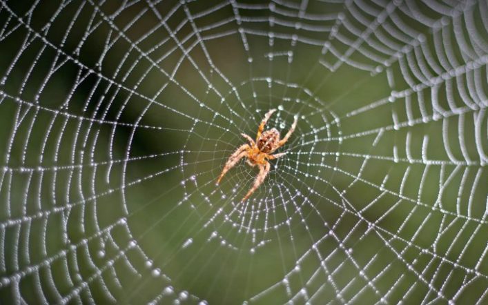 Örümceklerdeki Akılcı Ağ Kurma Teknikleri