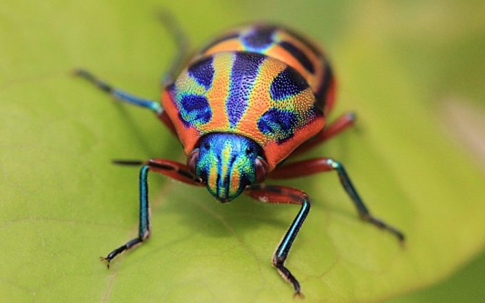 Böceklere Özgü Yön Tayin Sistemi ‘Haltere’