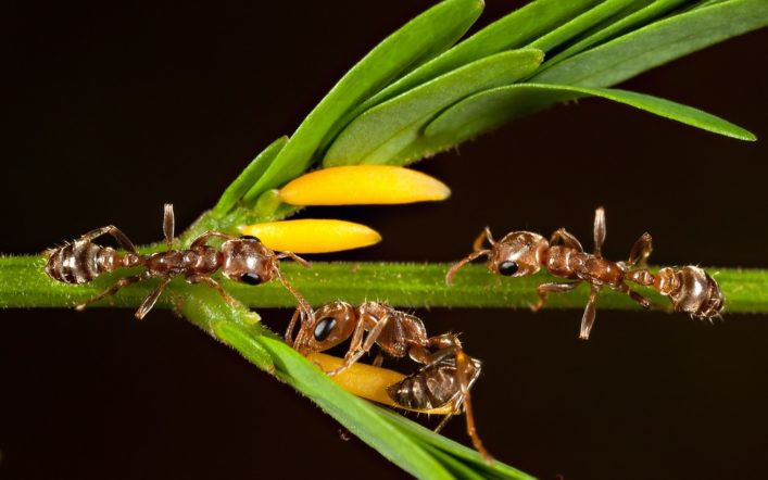 Akasya Karıncaları