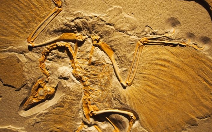 Archæopteryx ve Diğer Eski Kuş Fosilleri