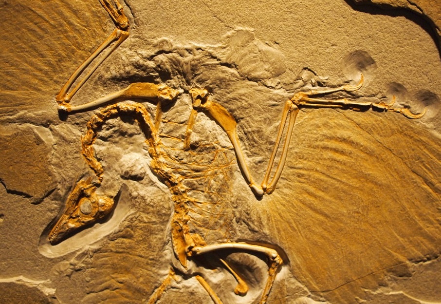 Archæopteryx ve Diğer Eski Kuş Fosilleri