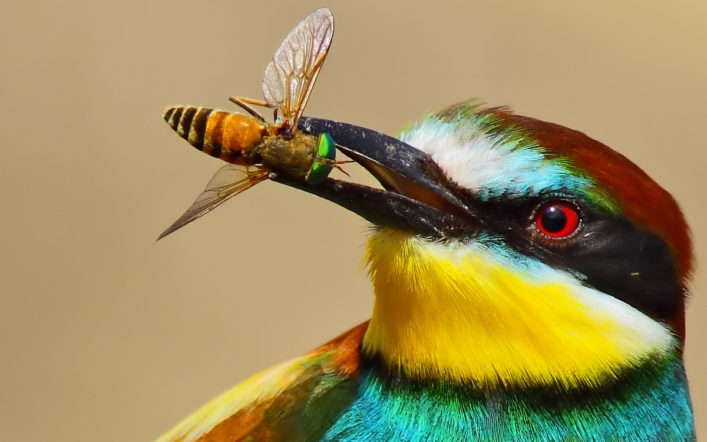 Arı yiyen Kuşların Akılcı Taktikleri
