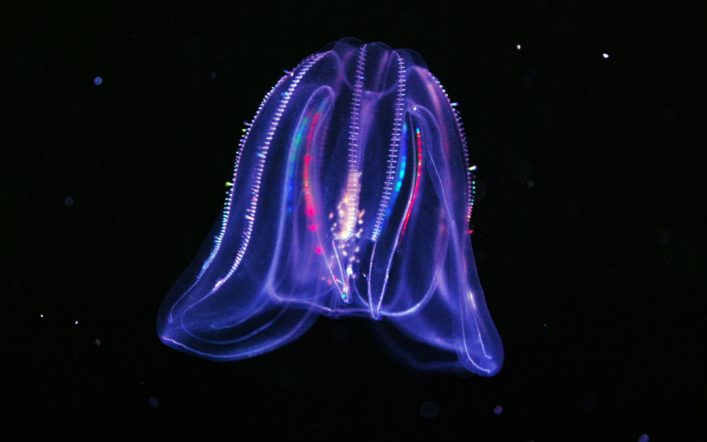 Işık Üreten Denizaltı Canlıları
