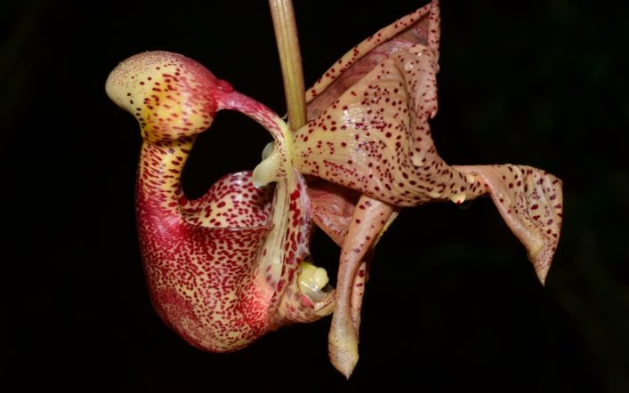 Coryanthes Orkidelerinin Taktikleri