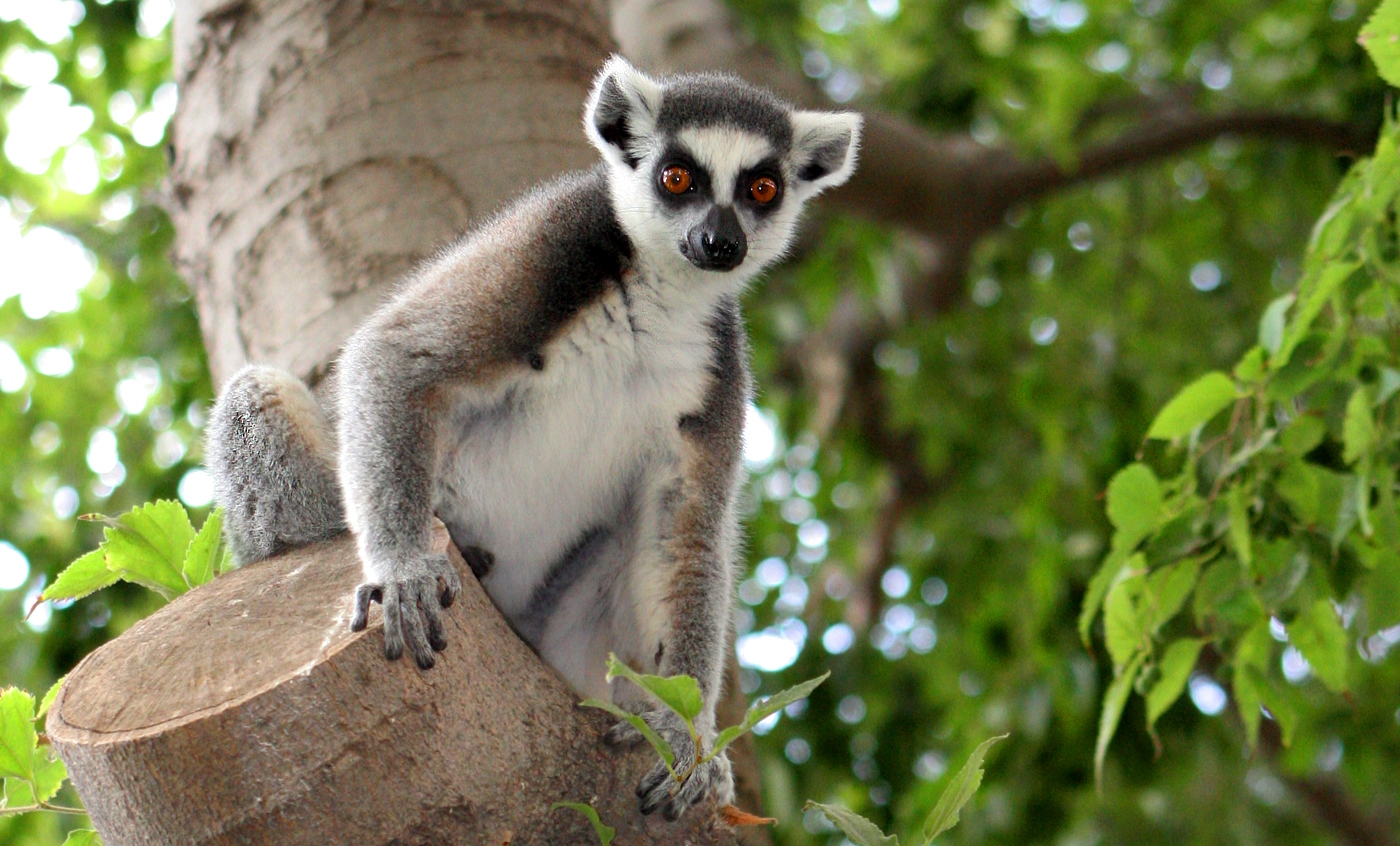Mükemmel Bir Lemur: Ida