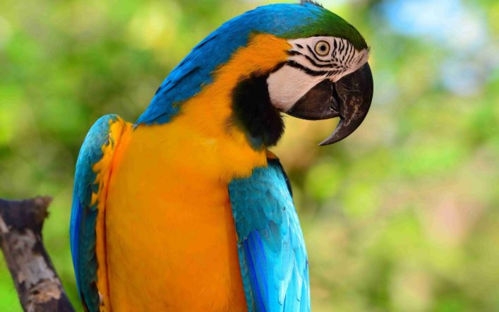 Zehri Etkisiz Hale Getiren Kuşlar “Macawlar”