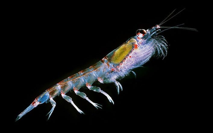 Mikro Dünyanın Canlıları “Planktonlar”