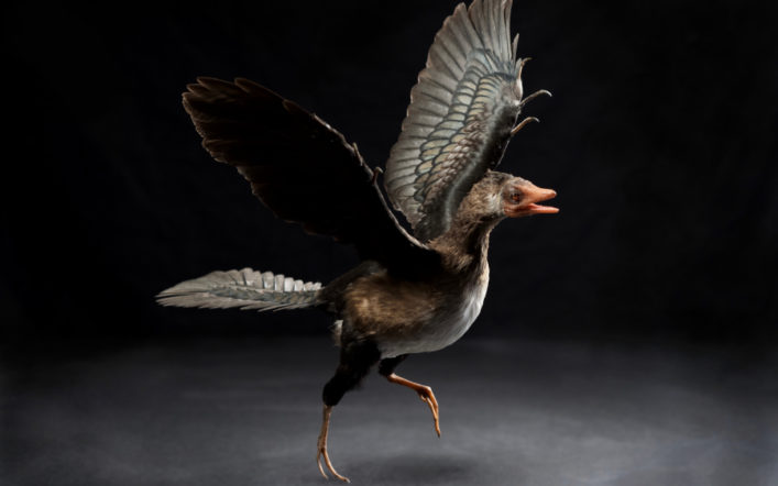 Hayali Ara Form Archæopteryx