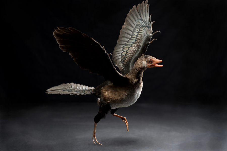 Hayali Ara Form Archæopteryx