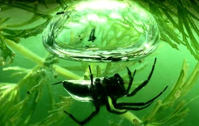 Çan Örümceklerinin Dalma Tekniği