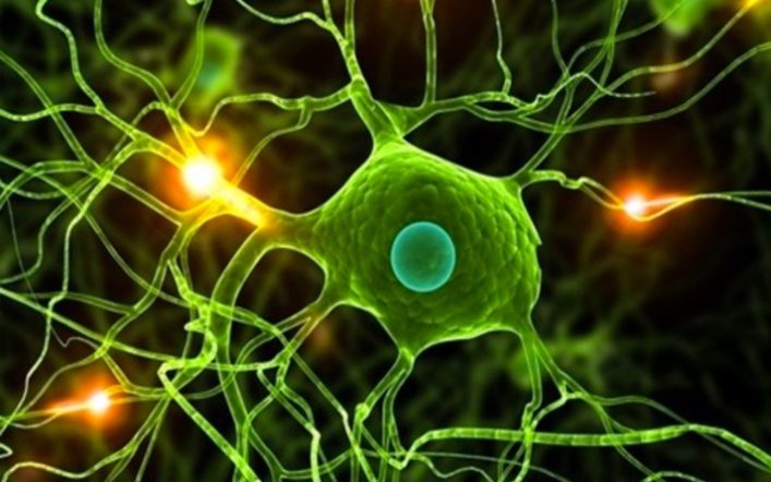Sinir Hücrelerindeki Kimyasal İletişim