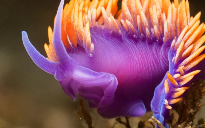 Deniz Altında İlginç Bir Canlı: Nudibranch