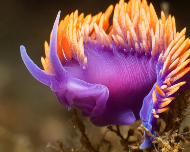 Deniz Altında İlginç Bir Canlı: Nudibranch
