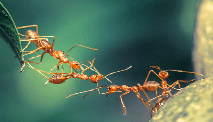 Muhteşem Bir Detay: Karıncadaki Sinir Sistemi