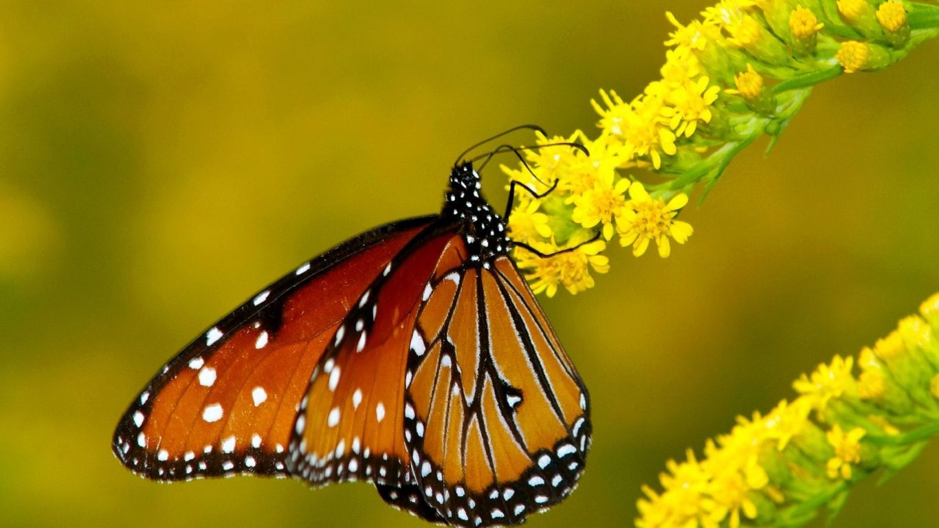 Monark Kelebeklerinin Yolculuğu