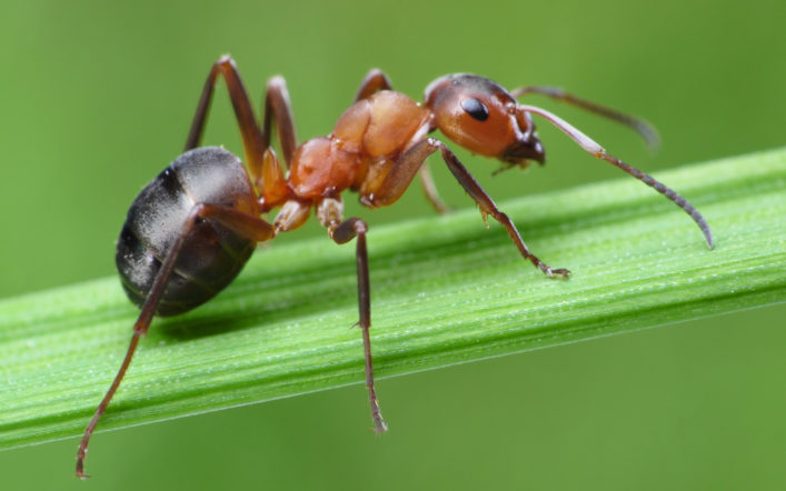 Karınca Otelleri