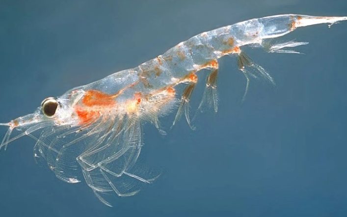 Mikro Dünyanın Canlıları: Planktonlar