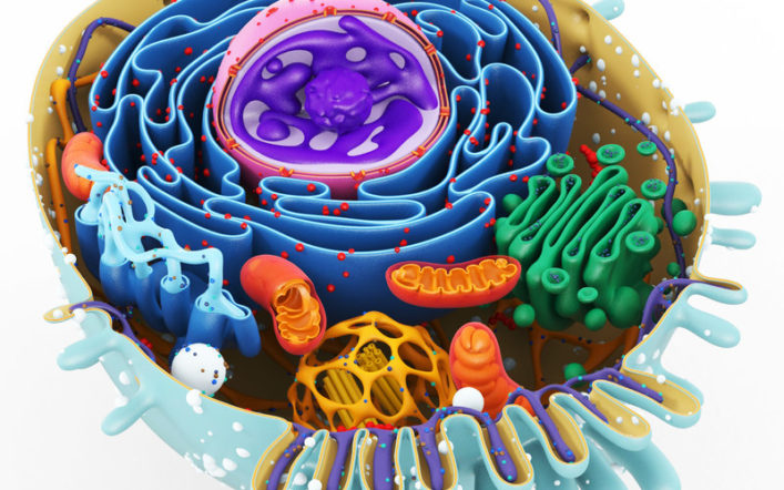 Hücre Zarındaki Nakliyeci Moleküller