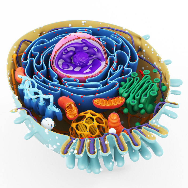Hücre Zarındaki Nakliyeci Moleküller