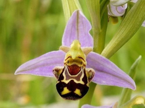 Arı Taklidi Yapan Orkide