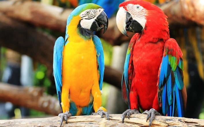 Zehri Etkisiz Hale Getiren Kuşlar: Macawlar