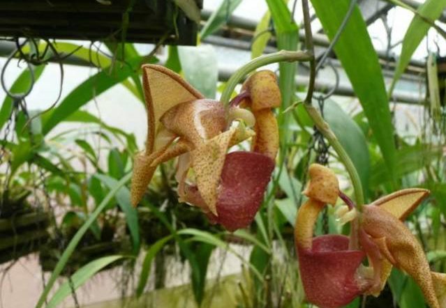 Coryanthes Orkidelerinin Taktikleri