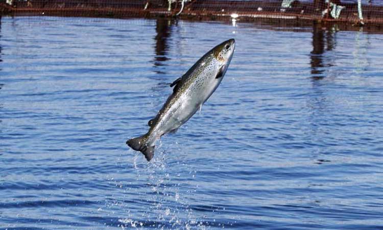 Somon Balıklarınin Şaşırtıcı Yön Tayin Sistemleri