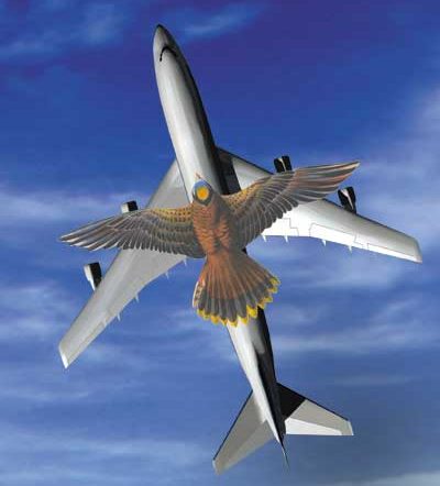 Uçak Tasarımcıları Kuş Kanatlarını Örnek Alıyor
