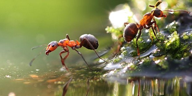 Karıncalar Asit Fabrikası Kurabilir mi?
