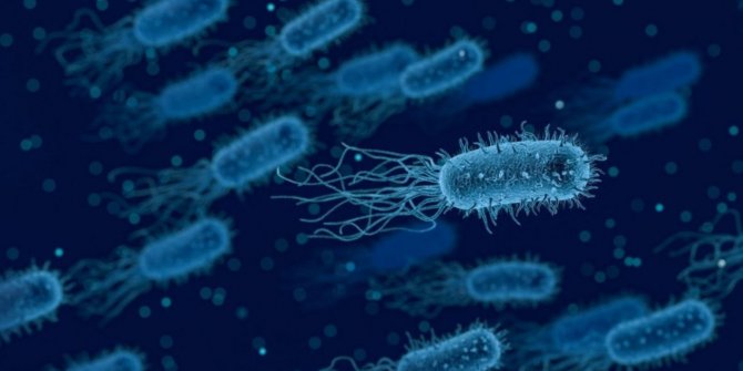 Darwinistler İçin Açıklanması İmkansız Bir Gerçek: Bakteri DNA’sının Yapısı