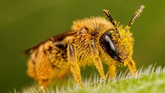 Arılar Elektrikten Nasıl Yararlanacaklarını Biliyorlar