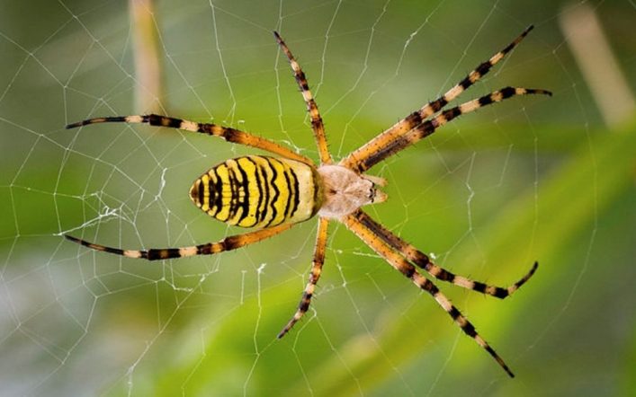 Örümcek Ayaklarında Yaratılan Muhteşem Detaylar