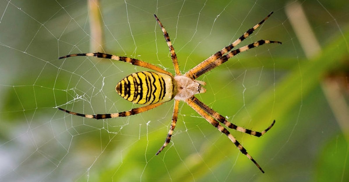 Örümcek Ayaklarında Yaratılan Muhteşem Detaylar