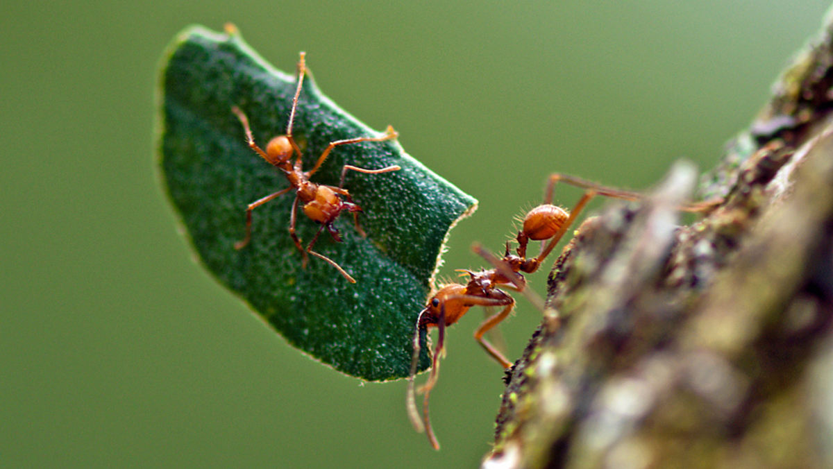 Karıncaların Akıl Dolu Besin Arama Teknikleri
