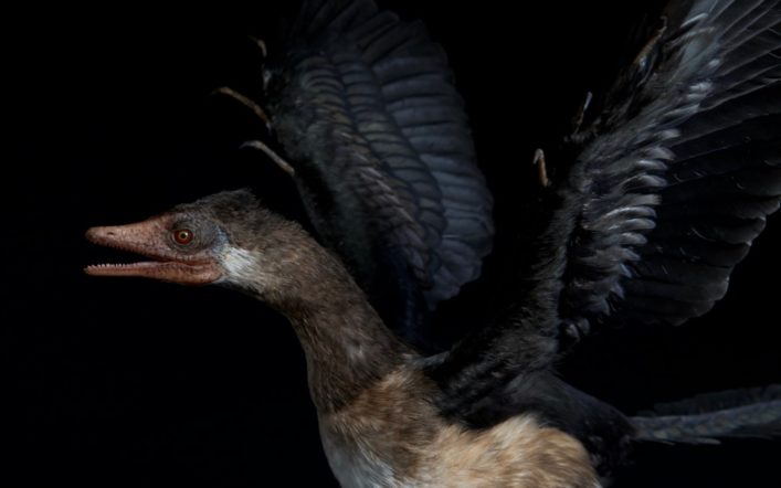 Evrimcilerin, Archæopteryx?in Dişleri ve Pençeleri Hakkındaki Yanılgıları