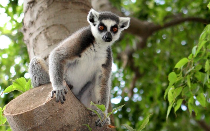 Mükemmel Bir Lemur: Ida