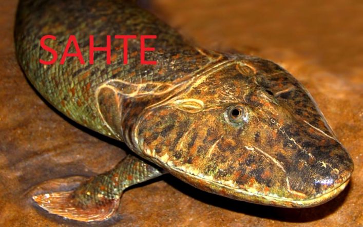 375 Milyon Yıllık Timsah: Tiktaalik roseae