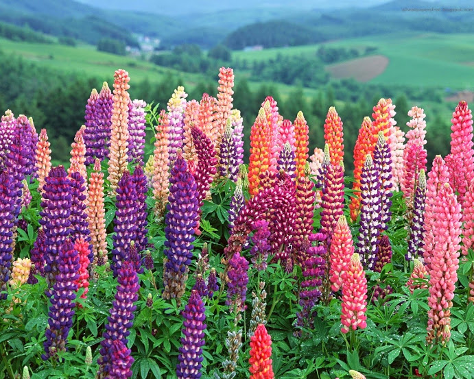 Hava Tahmini Yapabilen Lupin Bitkisi