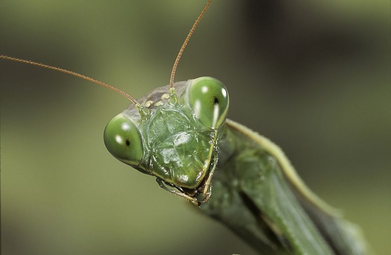 Mantis Böceğinin Ultrasonik Kulağı