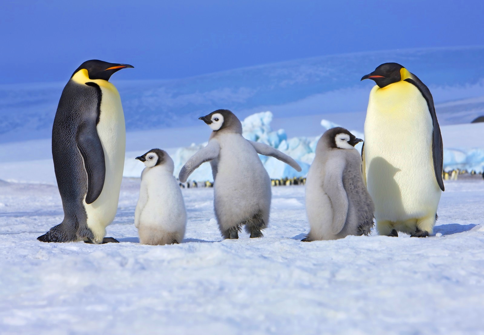 Penguenleri Donmaktan Koruyan Mükemmel Sistemde Allah’ın Sonsuz Aklını Görüyoruz