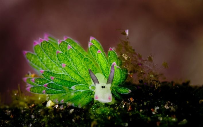 Deniz Altında İlginç Bir Canlı “Nudibranch”