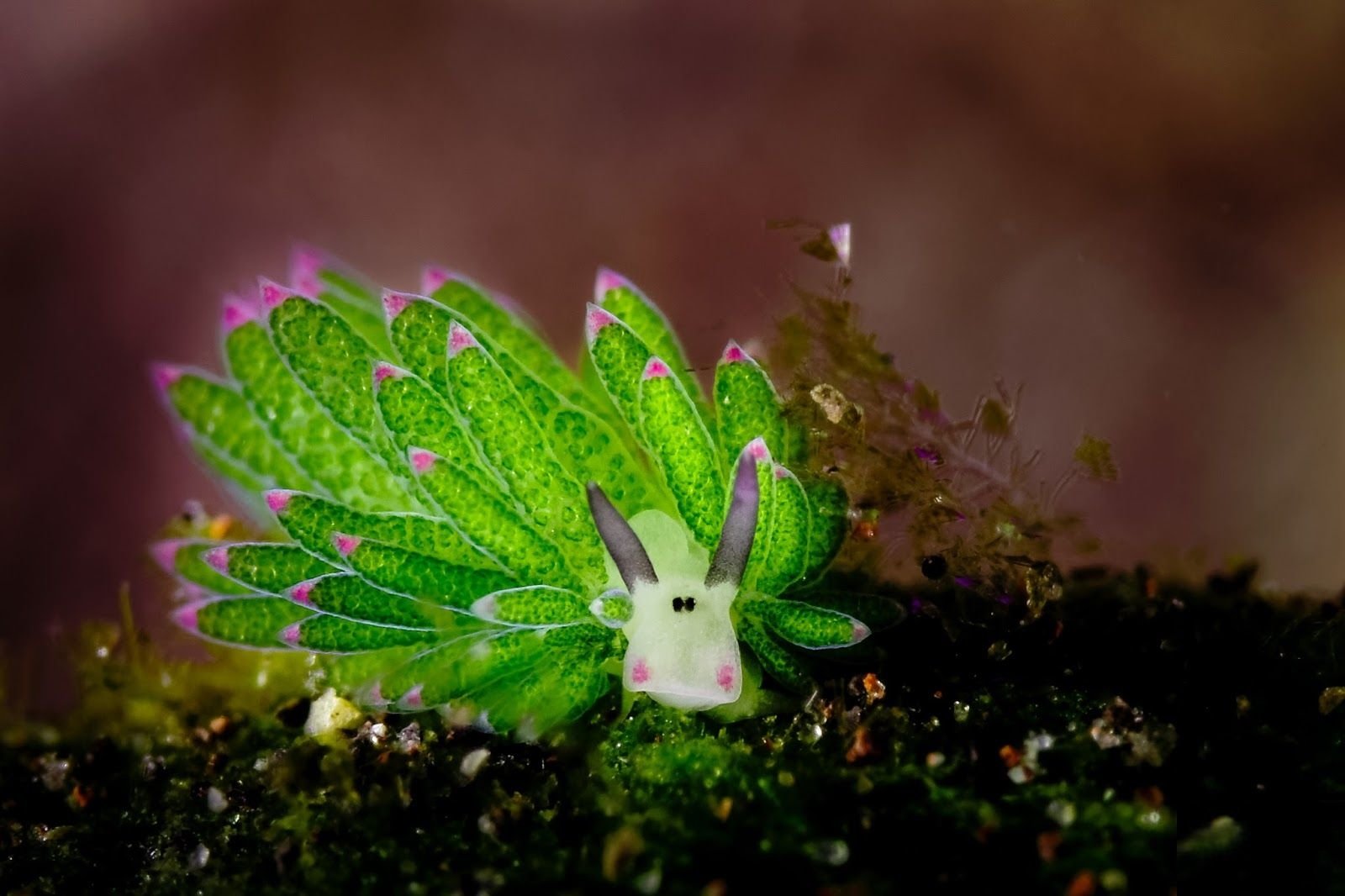 Deniz Altında İlginç Bir Canlı “Nudibranch”